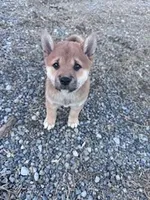 Chase, a male Shiba Inu for sale in Hopkinsville, KY – Photo 4 of 6
