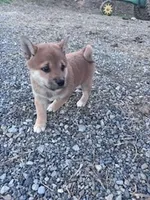Chase, a male Shiba Inu for sale in Hopkinsville, KY – Photo 5 of 6