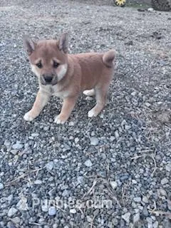 Chase – Shiba Inu puppy for sale in Hopkinsville, KY