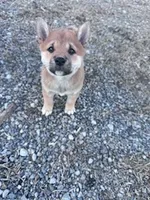 Chase, a male Shiba Inu for sale in Hopkinsville, KY – Photo 3 of 6