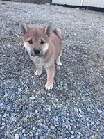 Chase, a male Shiba Inu for sale in Hopkinsville, KY – Photo 6 of 6
