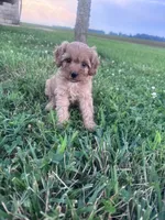Sadie, a female Cavapoo for sale in Hopkinsville, KY – 9 of 9