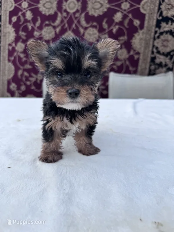 Daisy – Yorkshire Terrier puppy for sale in Hopkinsville, KY
