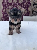 Daisy, a female Yorkshire Terrier for sale in Hopkinsville, KY – 1 of 5
