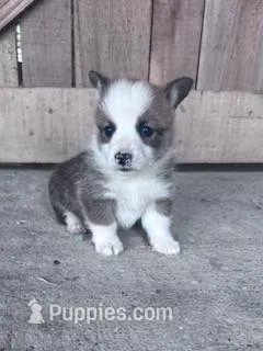 Freddy – Pembroke Welsh Corgi puppy for sale in Hopkinsville, KY