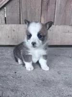 Freddy, a male Pembroke Welsh Corgi for sale in Hopkinsville, KY – Photo 3 of 5