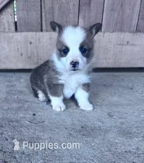 Freddy – Pembroke Welsh Corgi puppy for sale in Hopkinsville, KY