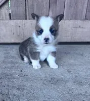 Freddy, a male Pembroke Welsh Corgi for sale in Hopkinsville, KY – Photo 1 of 5