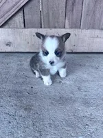 Freddy, a male Pembroke Welsh Corgi for sale in Hopkinsville, KY – Photo 5 of 5