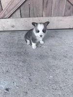 Freddy, a male Pembroke Welsh Corgi for sale in Hopkinsville, KY – Photo 4 of 5