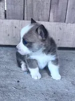 Freddy, a male Pembroke Welsh Corgi for sale in Hopkinsville, KY – Photo 2 of 5