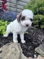Max, a male Poodle - Miniature  for sale in Hopkinsville, KY – 5 of 7