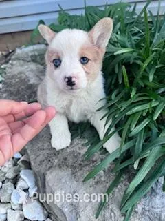 Rex, a male Pembroke Welsh Corgi for sale in Hopkinsville, KY – Photo 1 of 6