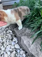 Rex, a male Pembroke Welsh Corgi for sale in Hopkinsville, KY – Photo 6 of 6