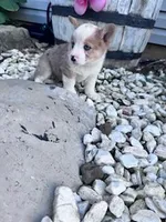 Rex, a male Pembroke Welsh Corgi for sale in Hopkinsville, KY – Photo 3 of 6