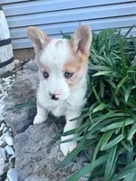 Rex, a male Pembroke Welsh Corgi for sale in Hopkinsville, KY – Photo 4 of 6
