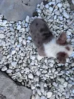 Rex, a male Pembroke Welsh Corgi for sale in Hopkinsville, KY – Photo 2 of 6