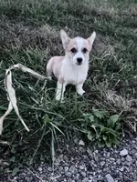 Freddy, a male Pembroke Welsh Corgi for sale in Hopkinsville, KY – 8 of 8