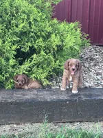 Harley , a female Cavapoo for sale in Hopkinsville, KY – 2 of 5
