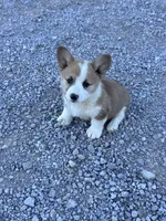 Tator Tot, a male Pembroke Welsh Corgi for sale in Hopkinsville, KY – 8 of 8