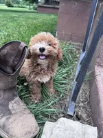 Teddy, a male Bichpoo for sale in Hopkinsville, KY – 2 of 5