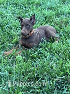 Jase – Doberman Pinscher puppy for sale in Hopkinsville, KY