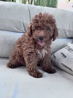 Mickey, a male Poodle - Miniature  for sale in Hopkinsville, KY – 5 of 5