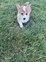 Freddy, a male Pembroke Welsh Corgi for sale in Hopkinsville, KY – 4 of 5
