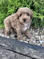 Buddy , a male Poodle - Miniature  for sale in Hopkinsville, KY – 3 of 6
