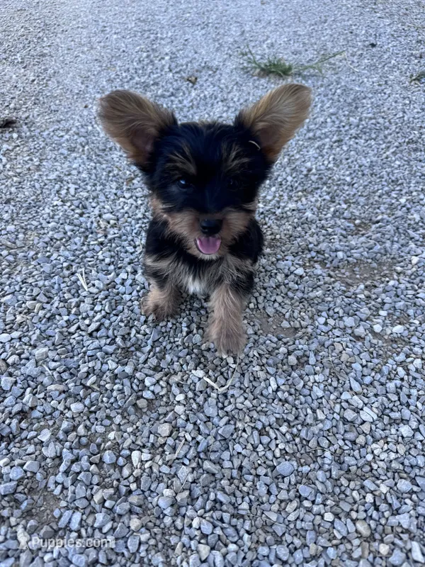 Snoopy  – Yorkshire Terrier puppy for sale in Hopkinsville, KY