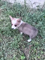 Biscuit, a male Pembroke Welsh Corgi for sale in Hopkinsville, KY – 3 of 5