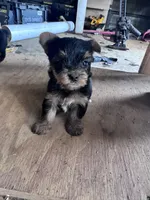 Daisy, a female Yorkshire Terrier for sale in Hopkinsville, KY – 2 of 6