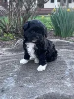 Princess , a female Havapoo for sale in Hopkinsville, KY – Photo 4 of 6