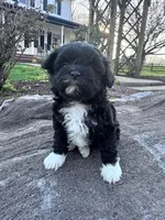 Princess , a female Havapoo for sale in Hopkinsville, KY – Photo 5 of 6