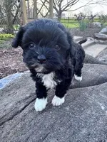 Princess , a female Havapoo for sale in Hopkinsville, KY – Photo 3 of 6