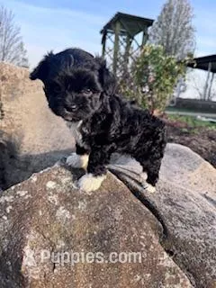 Princess  – Havapoo puppy for sale in Hopkinsville, KY