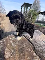 Princess , a female Havapoo for sale in Hopkinsville, KY – Photo 2 of 6