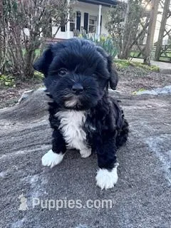 Princess  – Havapoo puppy for sale in Hopkinsville, KY