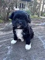 Princess , a female Havapoo for sale in Hopkinsville, KY – Photo 1 of 6