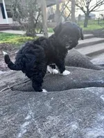 Princess , a female Havapoo for sale in Hopkinsville, KY – Photo 6 of 6