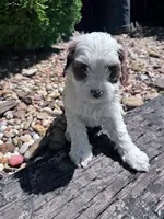 Scout, a male Cavapoo for sale in Hopkinsville, KY – 2 of 5