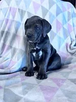 Princess, a female Cane Corso for sale in Hopkinsville, KY – 3 of 7
