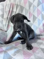 Princess, a female Cane Corso for sale in Hopkinsville, KY – 6 of 7