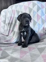 Princess, a female Cane Corso for sale in Hopkinsville, KY – 4 of 7