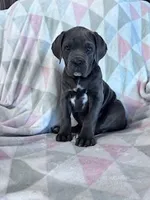 Princess, a female Cane Corso for sale in Hopkinsville, KY – 2 of 7