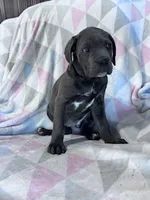 Princess, a female Cane Corso for sale in Hopkinsville, KY – 7 of 7
