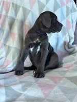 Princess, a female Cane Corso for sale in Hopkinsville, KY – 5 of 7