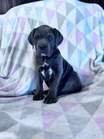 Princess, a female Cane Corso for sale in Hopkinsville, KY – 1 of 7
