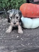 Jack, a male Yorkipoo for sale in Hopkinsville, KY – 3 of 4