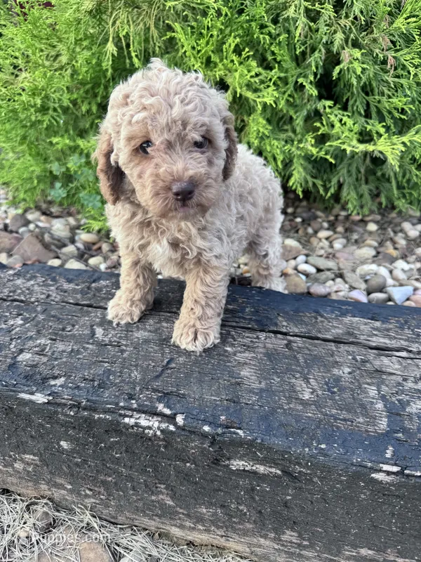 Peanut – Cockapoo puppy for sale in Hopkinsville, KY